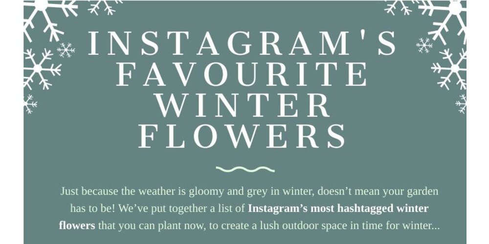  Instagram's Favourite Winter Flowers